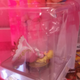 Illustration for article titled Adventures in Tragic Amiibo Packaging